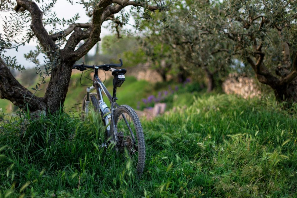 un vélo près d'un olivier